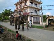 chitwan_elephant_safari239.htm