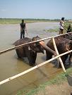 chitwan_elephants_bathing004.htm