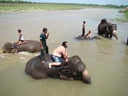 chitwan_elephants_bathing007.htm