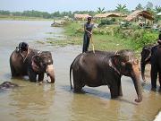 chitwan_elephants_bathing008.htm