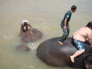 chitwan_elephants_bathing009.htm