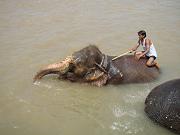 chitwan_elephants_bathing010.htm