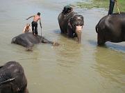 chitwan_elephants_bathing011.htm