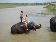 chitwan_elephants_bathing012.htm