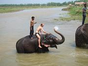 chitwan_elephants_bathing013.htm