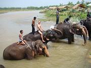 chitwan_elephants_bathing015.htm