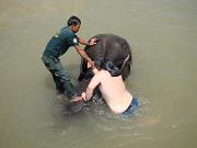 chitwan_elephants_bathing016.htm