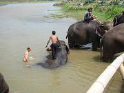 chitwan_elephants_bathing017.htm