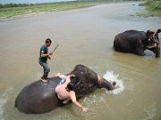 chitwan_elephants_bathing018.htm