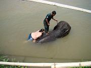 chitwan_elephants_bathing020.htm