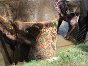 chitwan_elephants_bathing021.htm