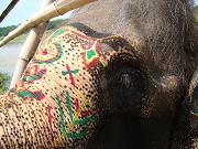 chitwan_elephants_bathing022.htm