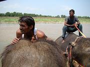 chitwan_elephants_bathing024.htm