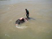 chitwan_elephants_bathing025.htm