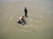 chitwan_elephants_bathing026.htm