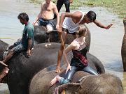 chitwan_elephants_bathing027.htm