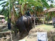 chitwan_elephants_bathing028.htm