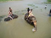 chitwan_elephants_bathing029.htm
