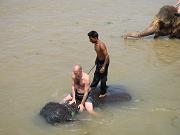 chitwan_elephants_bathing031.htm