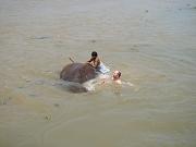 chitwan_elephants_bathing033.htm