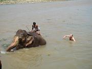 chitwan_elephants_bathing034.htm