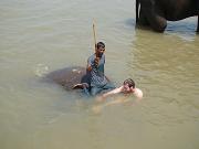 chitwan_elephants_bathing035.htm