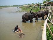 chitwan_elephants_bathing036.htm