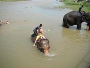 chitwan_elephants_bathing037.htm