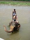 chitwan_elephants_bathing042.htm
