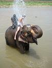 chitwan_elephants_bathing043.htm