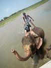 chitwan_elephants_bathing045.htm