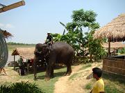 chitwan_elephants_bathing047.htm