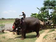 chitwan_elephants_bathing049.htm