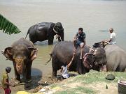 chitwan_elephants_bathing050.htm