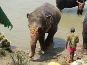 chitwan_elephants_bathing051.htm