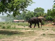 chitwan_elephants_bathing055.htm