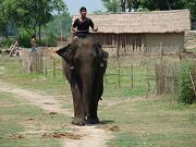 chitwan_elephants_bathing060.htm