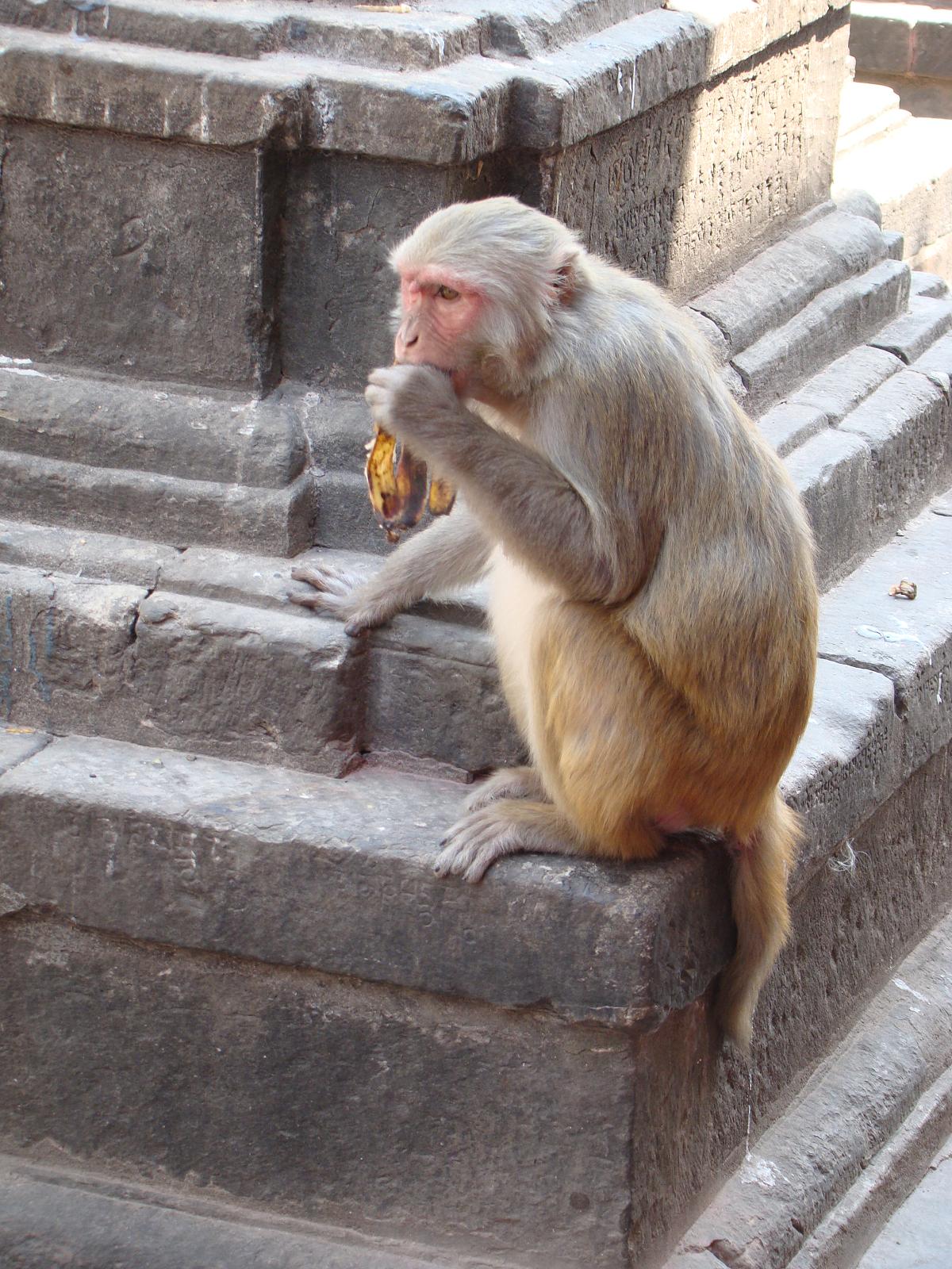 swayambhunath060.jpg