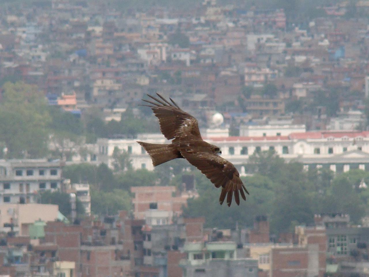 swayambhunath170.jpg